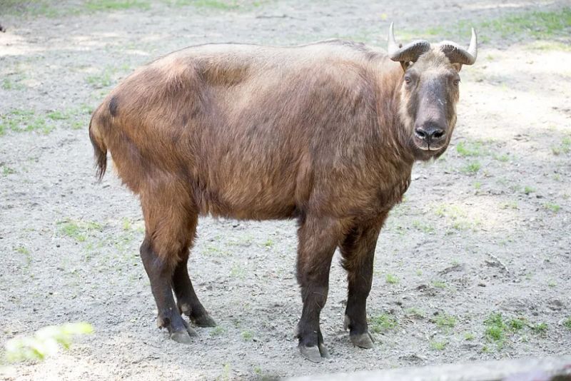 A Herd of Eight: Sikkim Records First-Ever Video of the Mishmi Takin