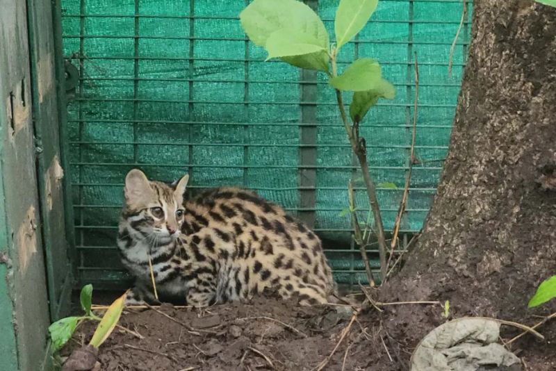 Two Orphaned Leopard Cats Are Learning to Be Wild Again in Assam