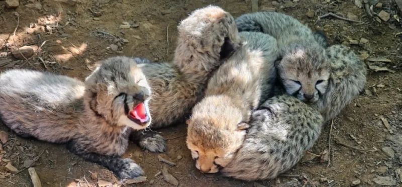 Five New Cubs at Kuno Take India’s Cheetah Tally to 60!