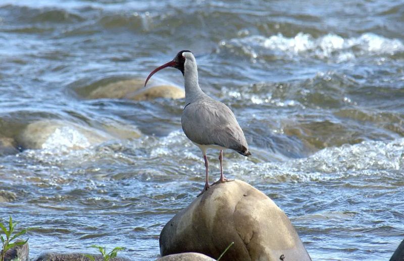 The Ibisbill Could Gain Ground in a Warming Himalaya, Rivers Permitting