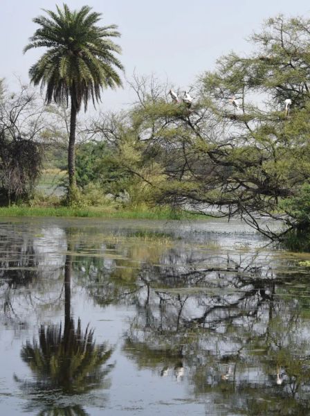 35 Eastern Uttar Pradesh Wetlands Now Have Legal Protection