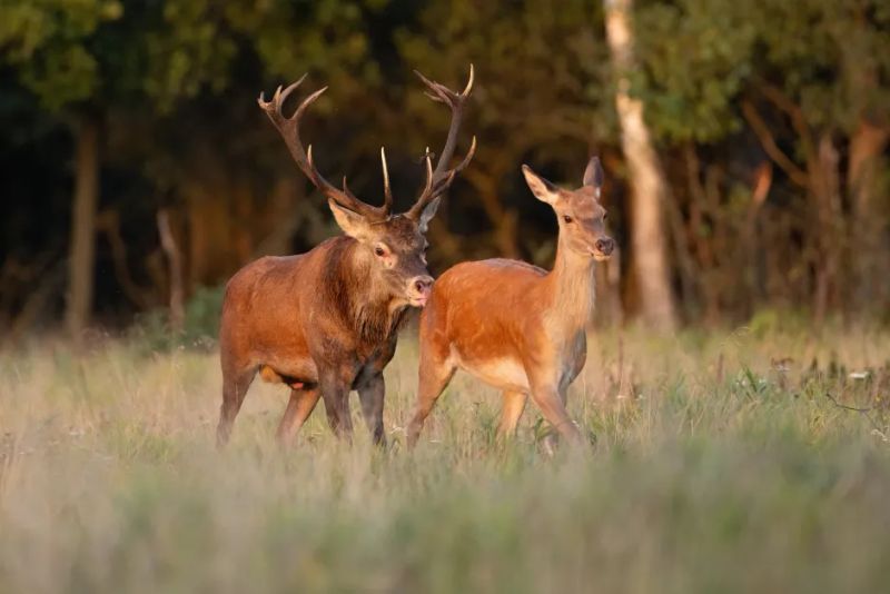 A Night on the Edge — Hubert Mielnik photographs the rut in Kampinos National Park