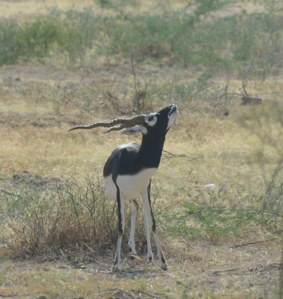The Blackbuck in the Carpet: How the Bishnoi Wove Conservation Into Their Cloth