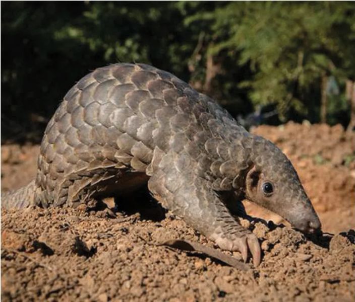 Three Notes: Pangolin DNA Maps a Trafficking Axis, Purnima Barman Wins a Nat Geo Award, and Coots Fill a Tamil Nadu Wetland