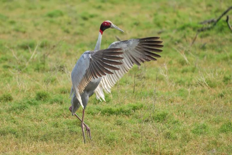 India Wants Everyone to Help Count Its Sarus Cranes This Weekend!