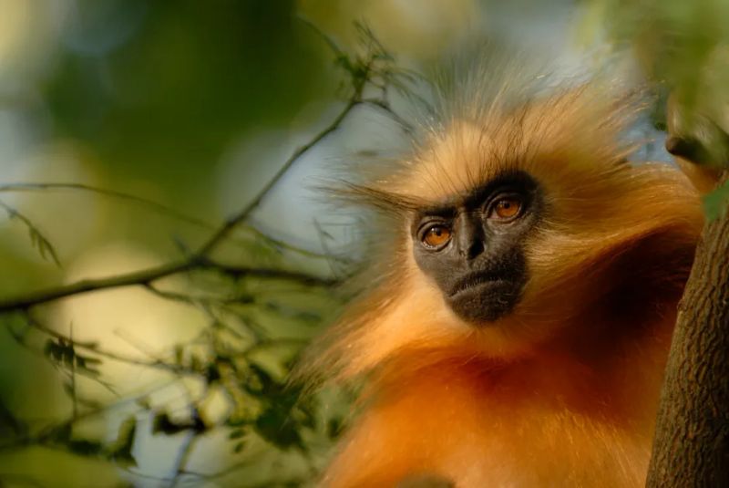 In Bongaigaon, a Village Plants a Future for the Golden Langur