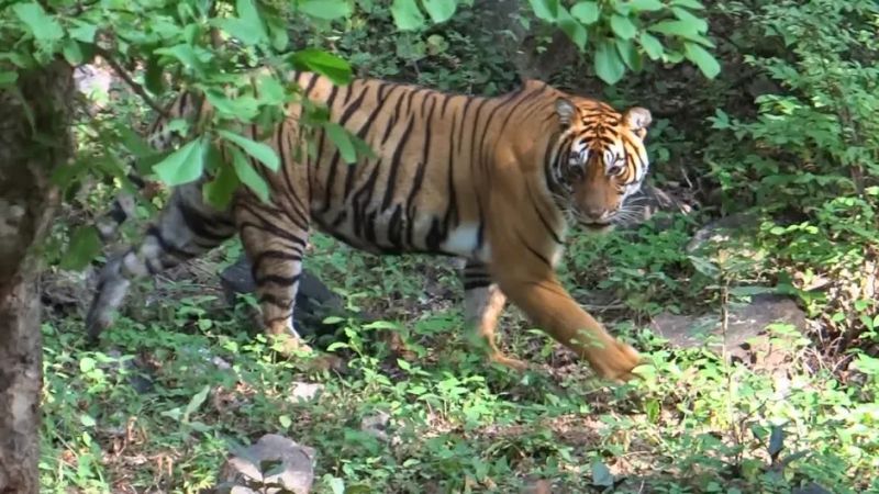 Before Tiger Day, Coimbatore Quietly Rewrote India’s Wildlife Rulebook