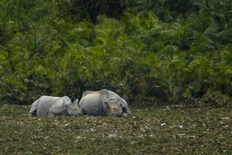 Manas National Park’s Rhinos Are Breeding Again — and the Comeback Isn’t Finished Yet