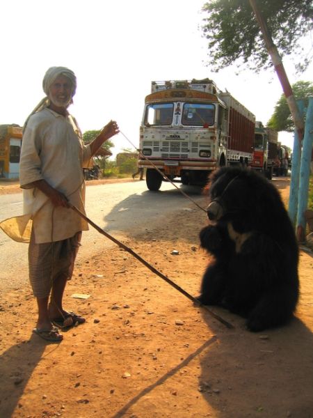 After Ending Dancing Bear Trade, Wildlife SOS Turns to Protecting Sloth Bears in the Wild