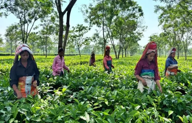 In Assam, humid heat is pushing tea workers to the brink