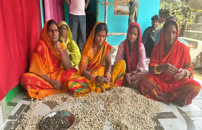How the women behind makhana’s global rise remain its lowest-paid workers