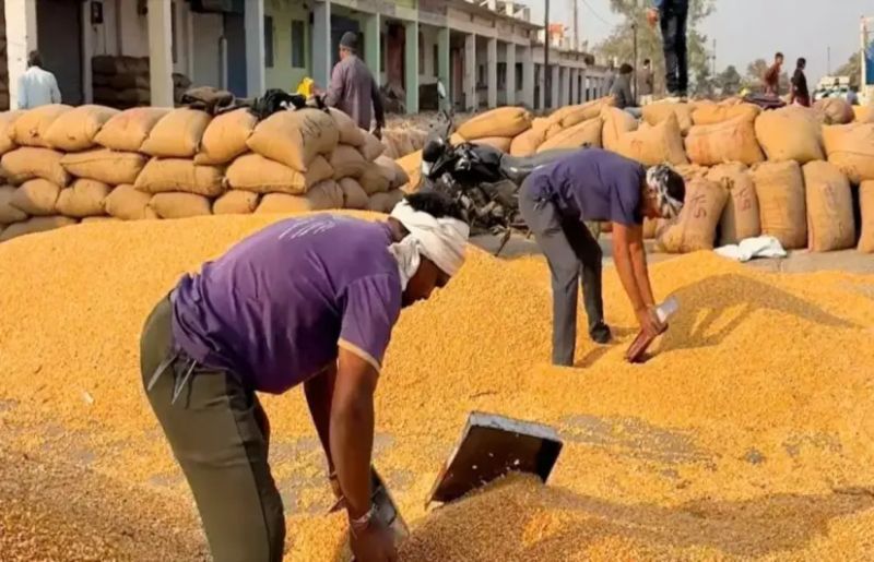 When farmers switched to maize, the market failed them