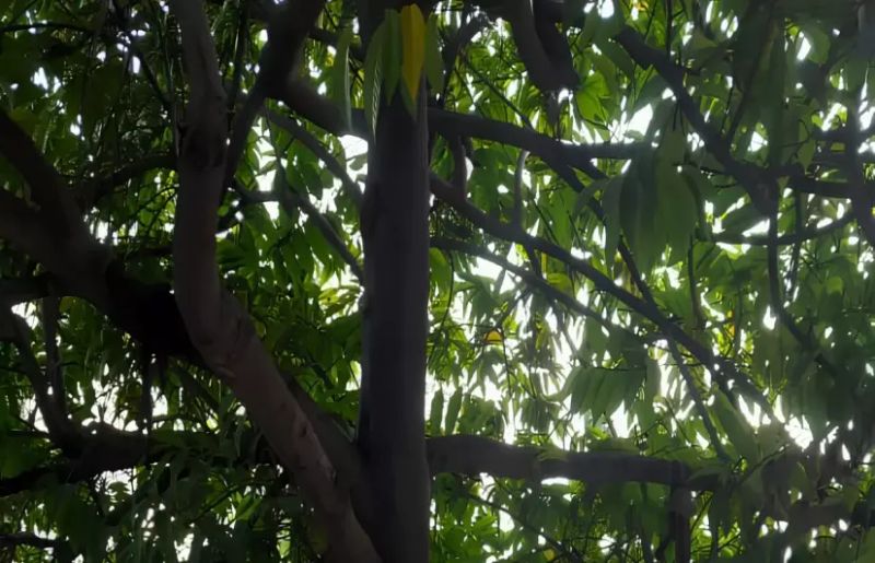Under the shade of controversy: The debate over Bhopal’s plan to fell saptaparni trees