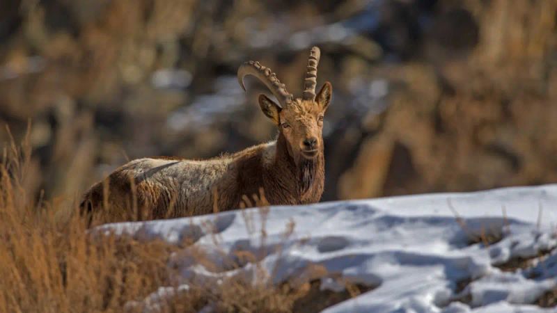 Himalayan Ibex: Sentinels of Stone and Snow | Roundglass | Sustain