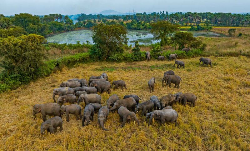 Living with Elephants in Odisha’s Changing Landscape