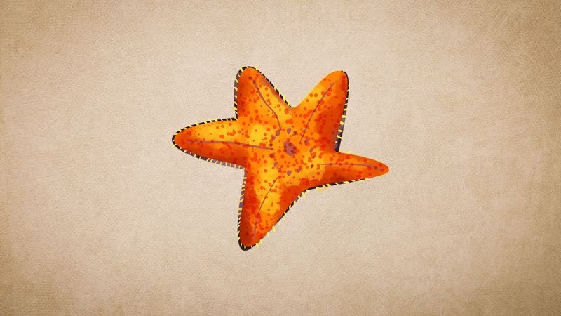 Sea Stars (Starfish): Species, Diet, Habitat and Range
