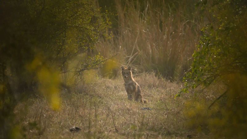 Vanishing Howls of Darjeeling: Tracing the Disappearing Jackals of the Hills | Roundglass | Sustain