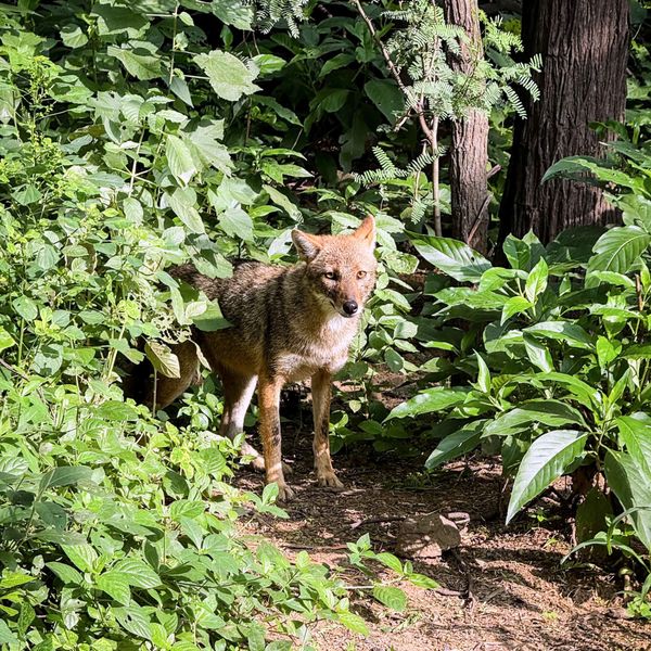 Restoring the Delhi Ridge for its Wild Fauna