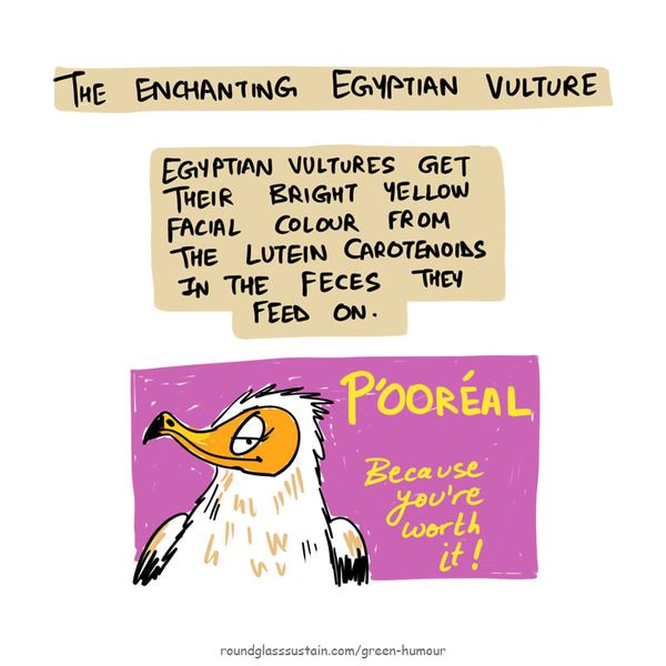 The Fabulous Life of the Egyptian Vulture