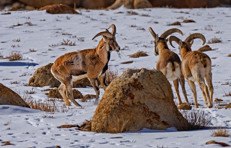 The Ladakh Urial’s Life at the Edge