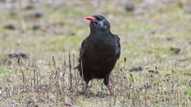 Chasing Choughs in the High Himalayas | Roundglass | Sustain