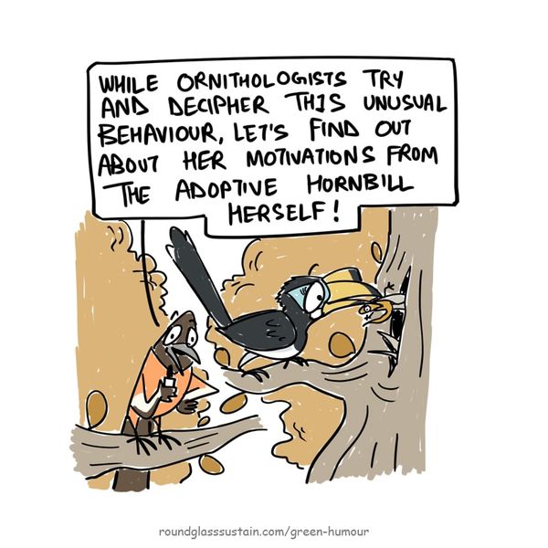 Nature News Weighs in on Delhi's Oriental Pied-Hornbill Drama