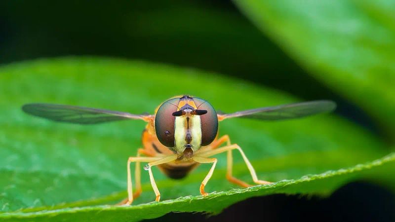 Cloaked in Stripes and Secrets: The Mysterious and Misunderstood Life of Hoverflies