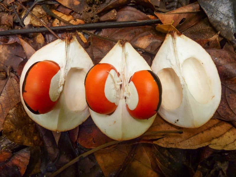 A Forest of Small Signs: Following Fruits, Seeds, and Fruit Eaters