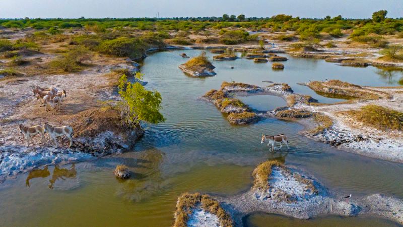 Little Rann of Kutch: Salt, Sea and Survival in a Magical Habitat