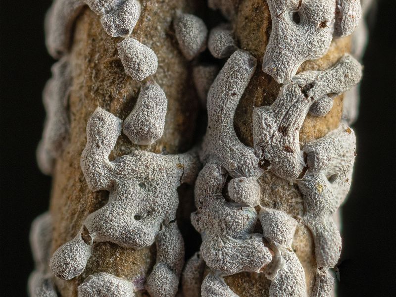 Rethinking Intelligence: What Brainless Slime Moulds Can Teach Us