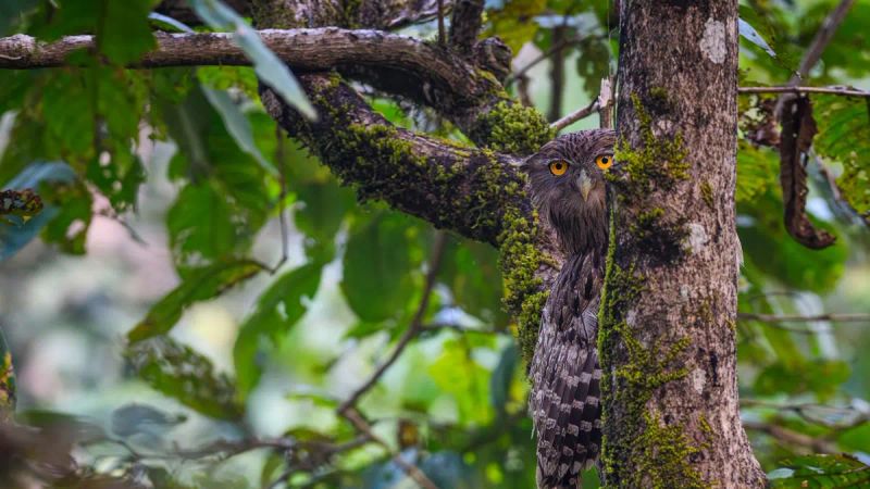 Birds of Similipal: A Colourful Melange