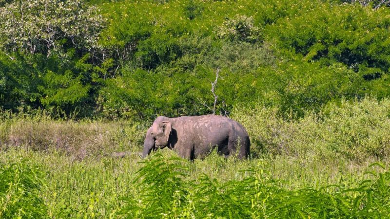 The Hidden Crisis of Elephants in Our Protected Areas | Roundglass | Sustain