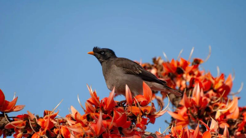 Smartphones, Social Media, and Science: Patterns of Flowering in Three Indian Trees