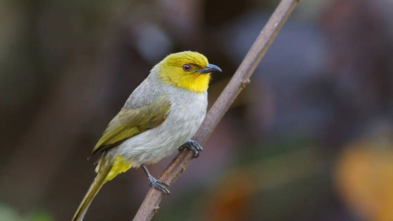 Living on the Edge: Hampi’s Elusive Yellow-throated Bulbul | Roundglass | Sustain
