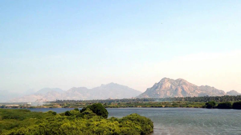 Manakudy’s Mangroves: Thriving Decades Later