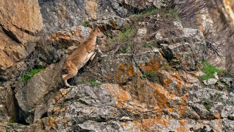 Guardians of the Cliffs: The Kashmir Markhor in Kazinag National Park | Roundglass | Sustain
