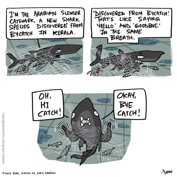 Hi-catch to Bycatch: The Unfortunate Fate of the Arabian Slender Catshark