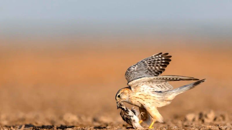 Swift Shadow over the Rann: Encountering the Merlin, a Bird of Prey