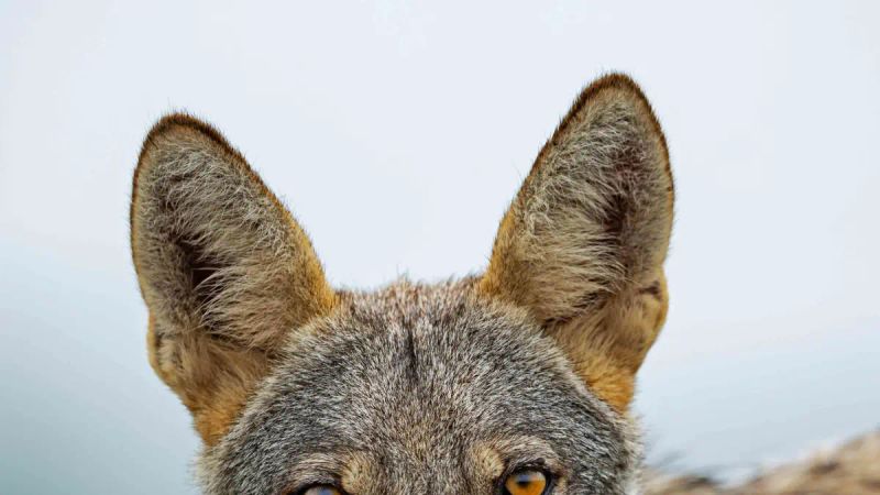 The Indian Grey Wolf and Valley of Coexistence | Roundglass | Sustain