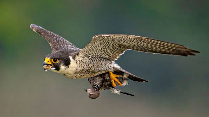 The Need for Speed: Avian Edition