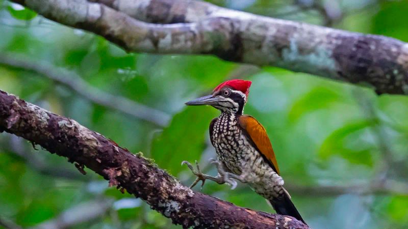 Forests and Plantations All Atwitter: Exploring the Birds of Athirappilly