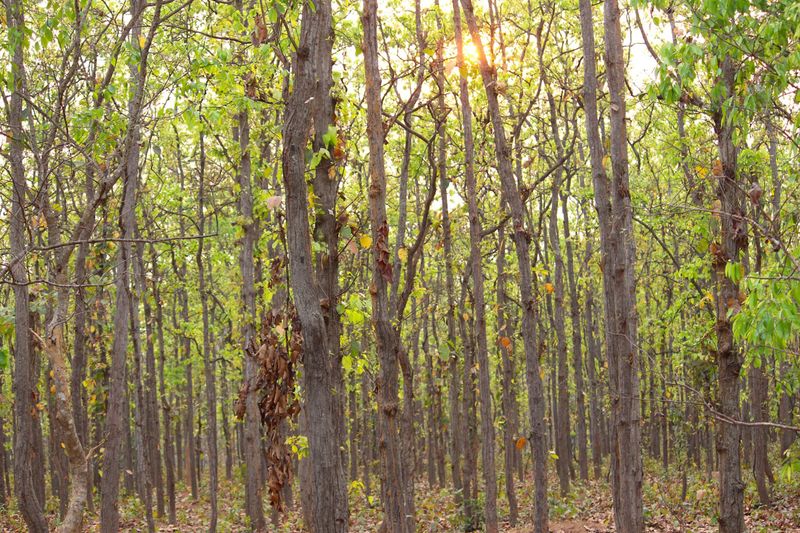 Wildlife Crime and the Fragile Forests of Similipal Biosphere Reserve