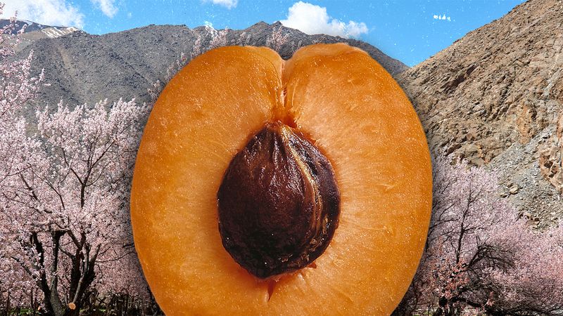 Under Himalayan Sun and Rain, Kargil's Apricot Farmers Adapt to a Changing Climate