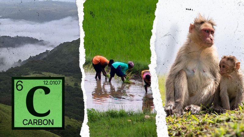 Why Districts Must Anchor India's Carbon Sequestration, Net-Zero Climate Transition