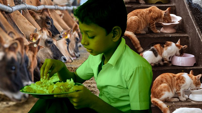 The Hidden Climate Footprint of What We Feed Animals