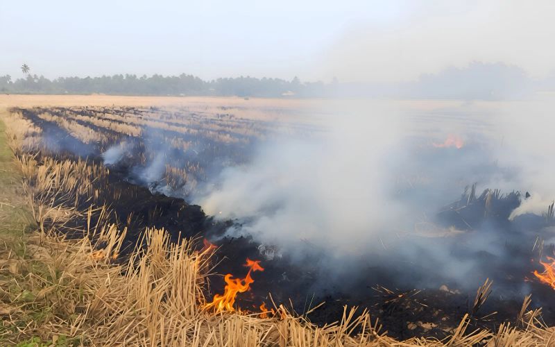 Can Odisha Prevent a Punjab-Like Stubble Burning Crisis?