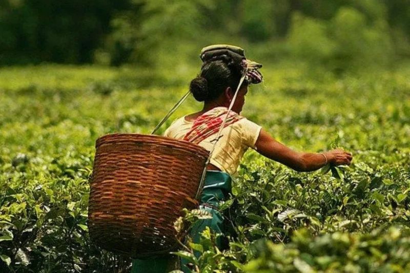 Tea prices fall sharply, Assam industry faces acute liquidity crisis