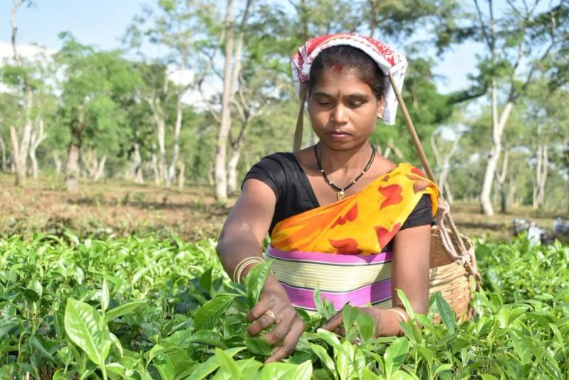 Assam: Government to grant land pattas to 3.5 lakh tea garden workers and build houses