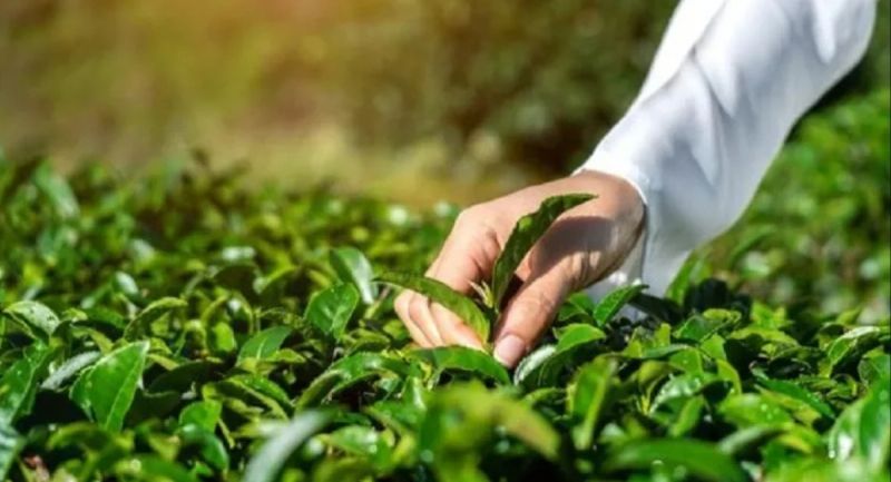 Tea Board proposes auction overhaul, trading fee cut to 7.5 paise per kg