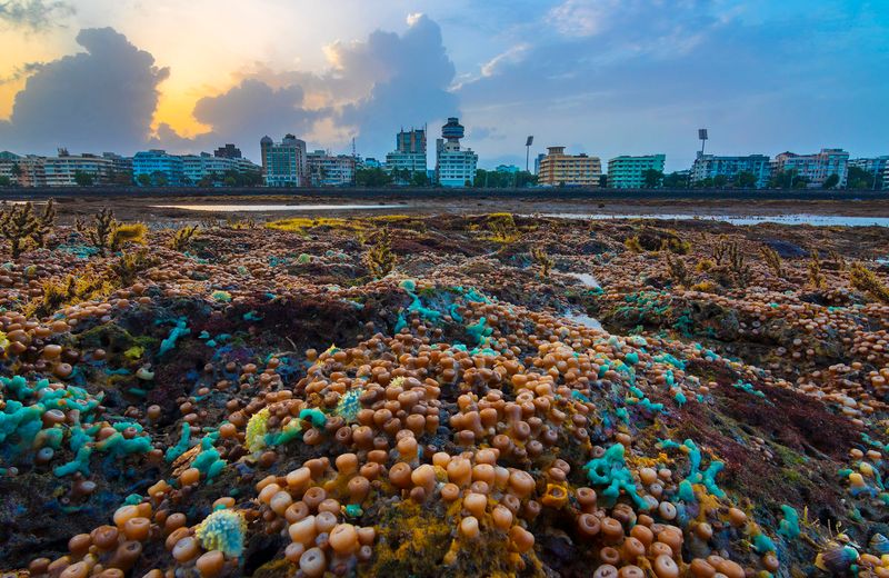 Artists of the intertidal zone